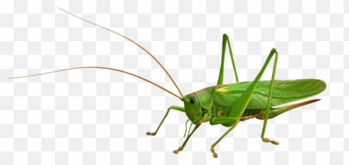 Grasshopper Png - Grasshopper Png,Grasshopper Png
