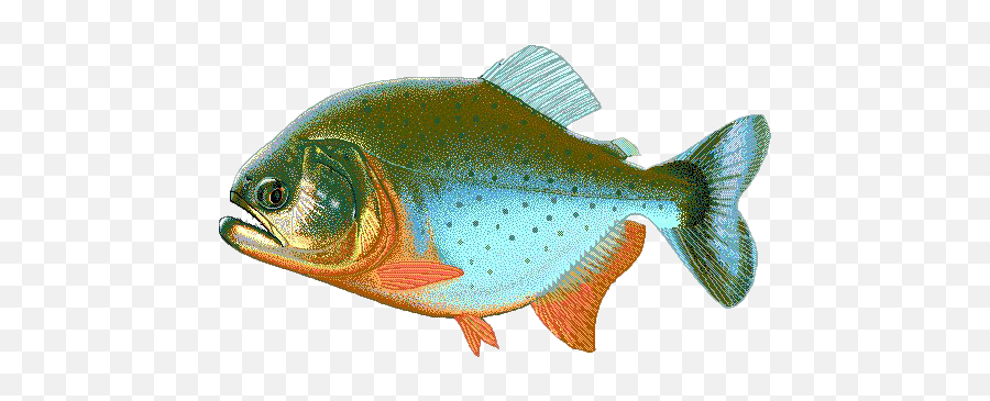 Piranha Png Transparent Images All - Snapper,Dead Fish Png