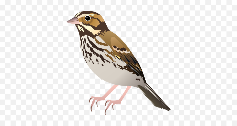 Download Sparrow Png Images Free - Sparrow Vector Png,Sparrow Png