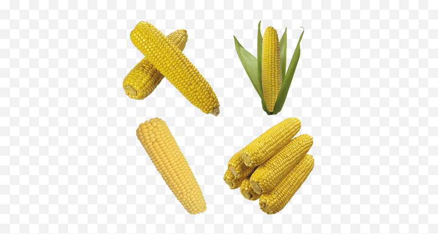 Corn Transparent Png Images - Stickpng Maiz Png,Corn Transparent
