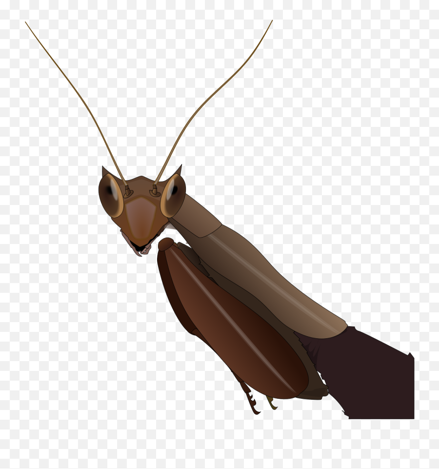 South American Box Mantis - Dead Leaf Mantis Png,Mantis Png