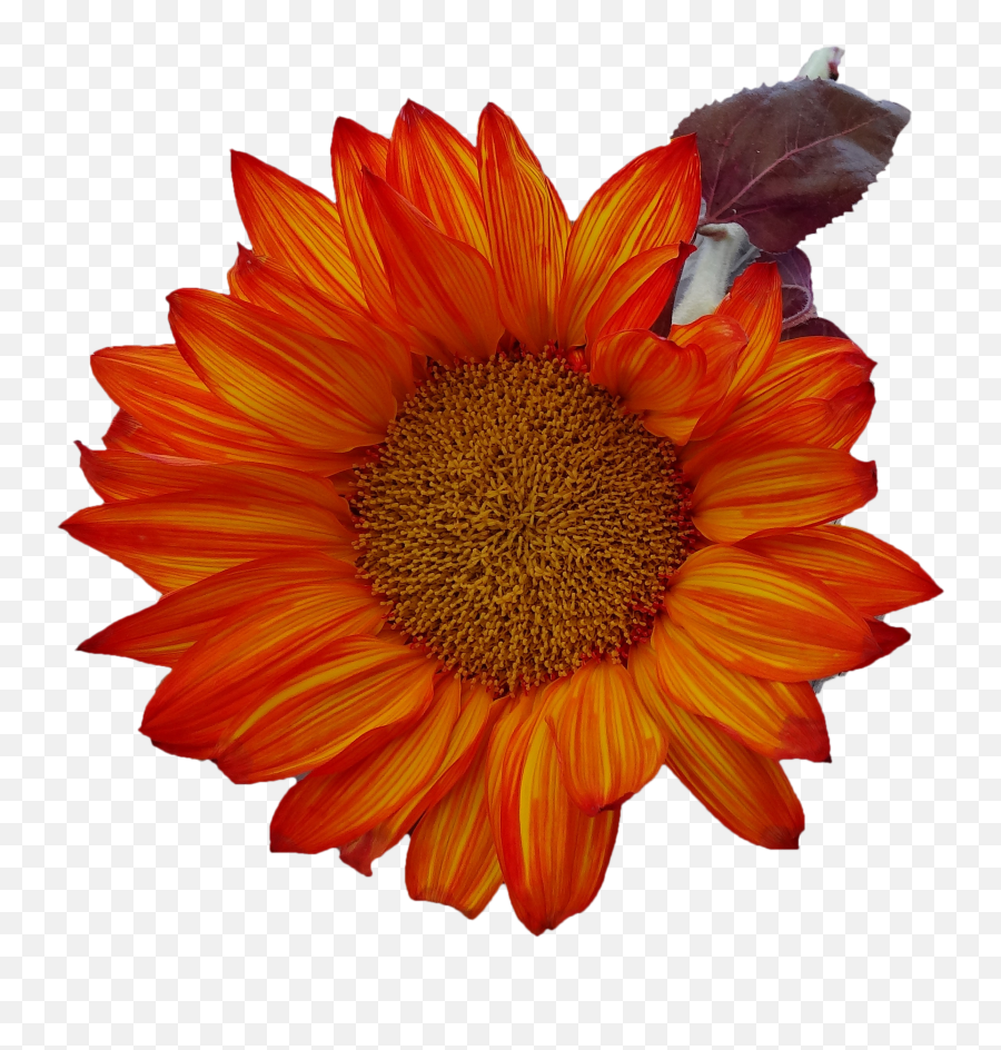 Free Fall Sunflower Thanksgiving Png Image - Girassol Laranja,Sun Flower Png