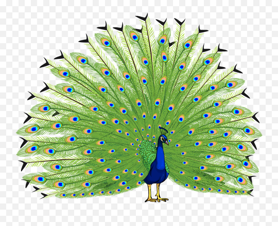 Download Proud As A Peacock - Transparent Background Peacock Images Png,Peacock Png