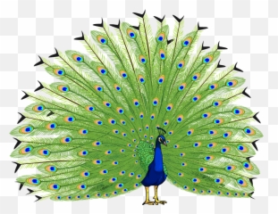Download Proud As A Peacock - Transparent Background Peacock Images Png,Peacock Png
