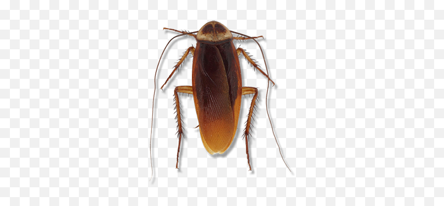 American Cockroach - Cockroach Png,Cockroach Transparent