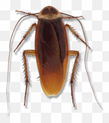 American Cockroach - Cockroach Png,Cockroach Transparent