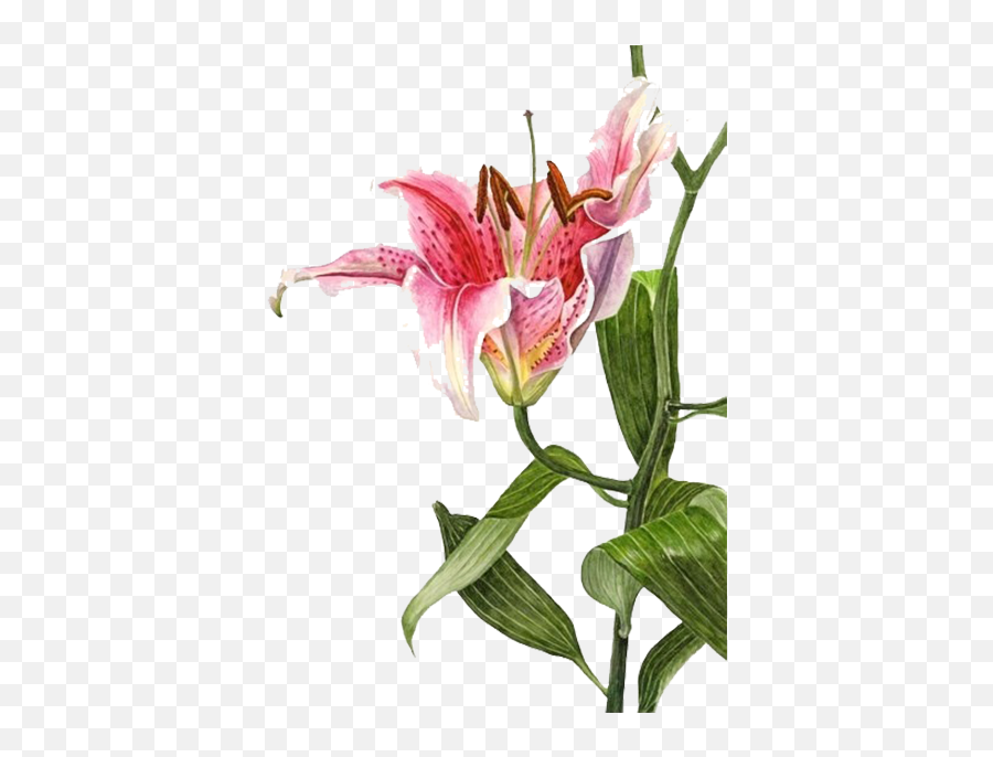 Stock Lilium Bulbiferum Watercolor - Stargazer Lily Botanical Illustration Png,Lily Transparent