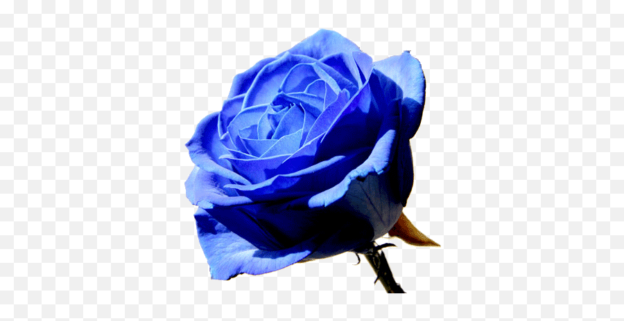 Blue Rose Png Image - Blue Rose,Blue Rose Png