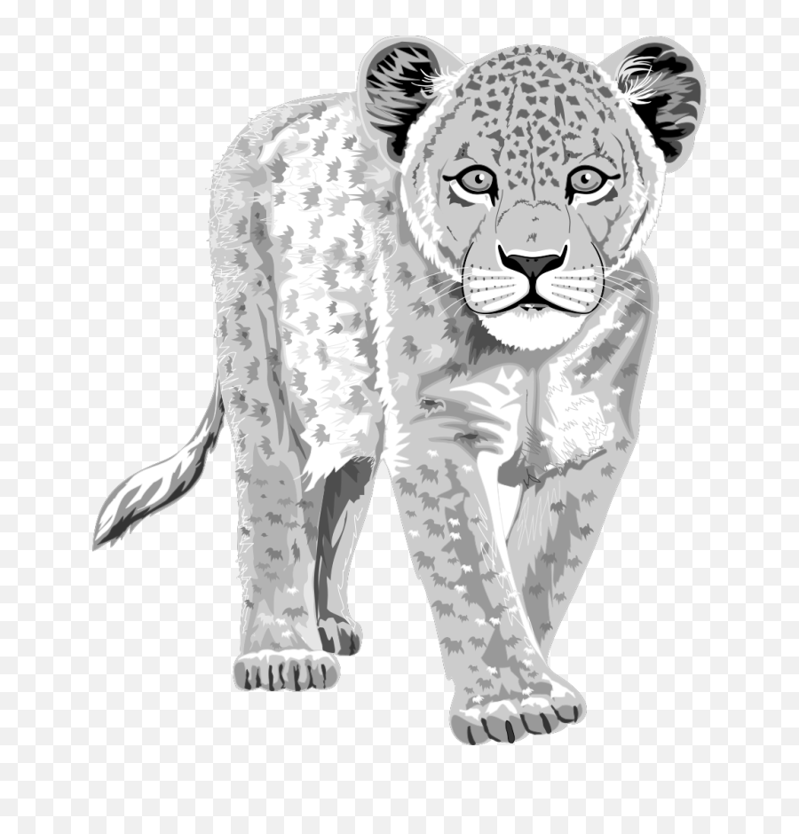 Download Hd Snow Leopard Drawing - Snow Leopard Clipart Png,Snow Leopard Png