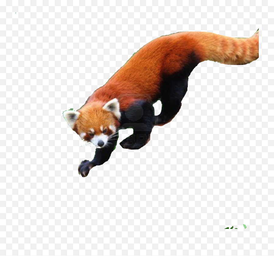 Save Red Panda Text Images Music Video Glogster Edu - Red Panda Jumping Png,Red Panda Transparent
