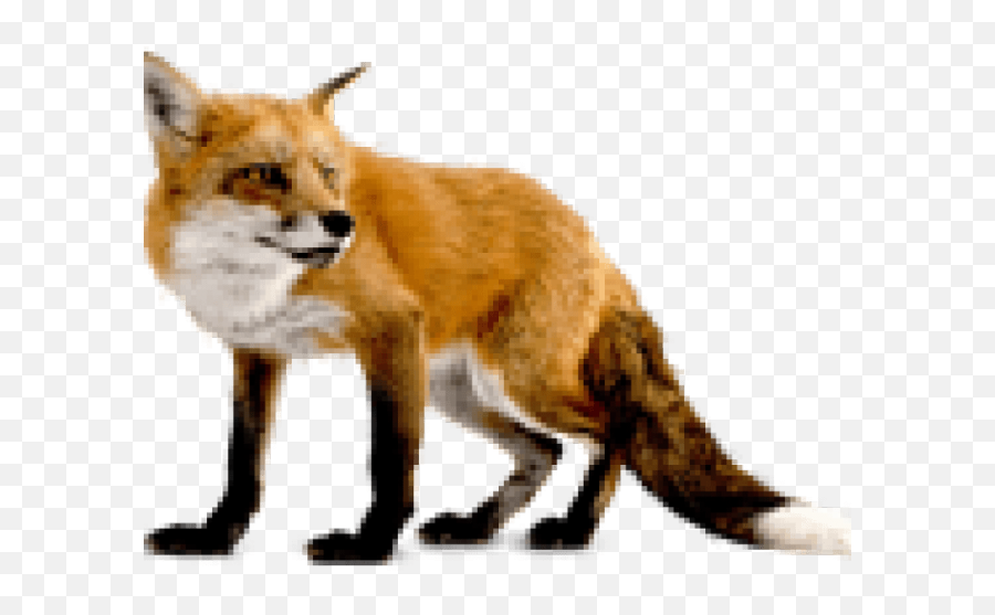 Fox Clipart Dhole - Fox Png Full Size Png Download Seekpng Fox Png,Fox Clipart Png