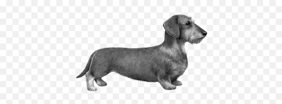 Dachshund Wisdom Panel Uk - Wire Haired Dachshund Free Png,Dachshund Png