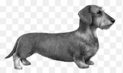 Dachshund Wisdom Panel Uk - Wire Haired Dachshund Free Png,Dachshund Png