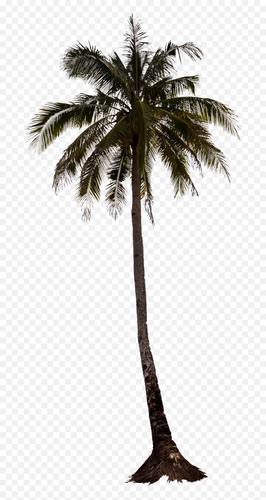 Black Palm Tree Transparent Background Png Play - Palm Tree For Photoshop,Trees Background Png