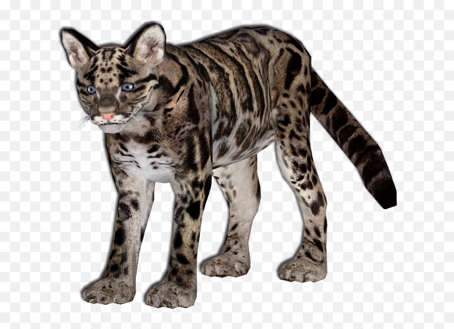O 3805692355 Kitty Leopard Png V63 Image - Clouded Leopard Png,Leopard Png O 3805692355 Kitty Leopard Png V63 Image - Clouded Leopard Png,Leopard Png