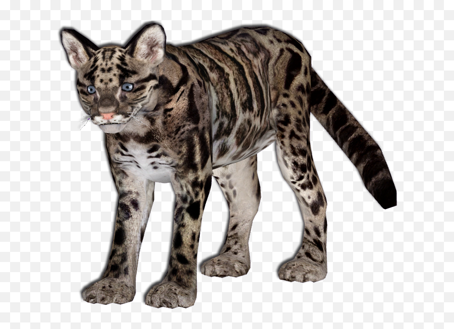 O 3805692355 Kitty Leopard Png V63 Image - Clouded Leopard Png,Leopard Png