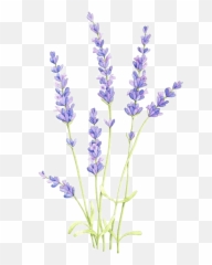 Lavender Flowers Stickeru0027 Sticker By Olivia Lieu Flower - Lavender Drawing png