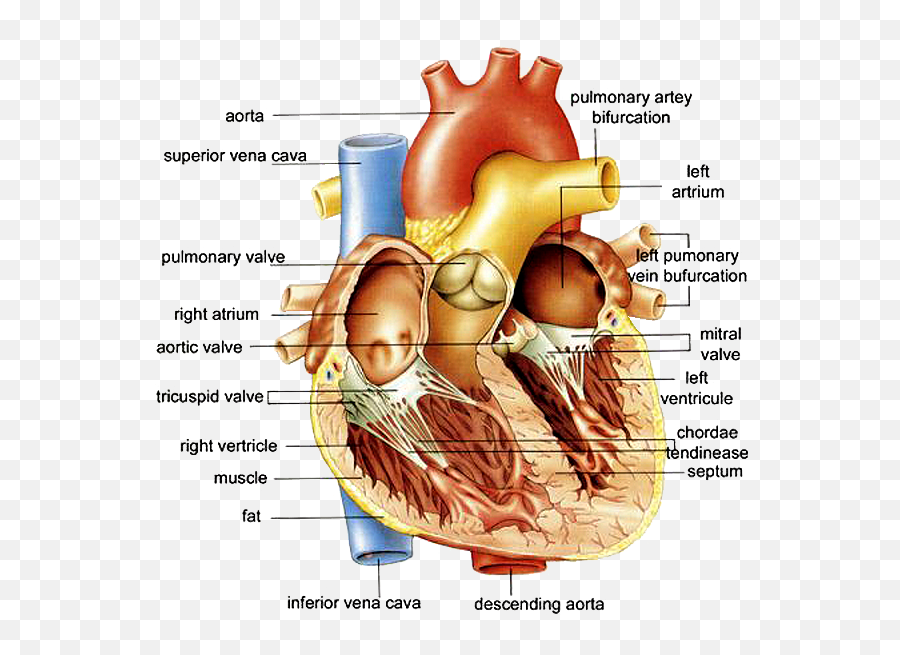 Download Http - Www Anatomybox Comwp Heart Diagram Diagram Of Heart Png,Human Heart Png