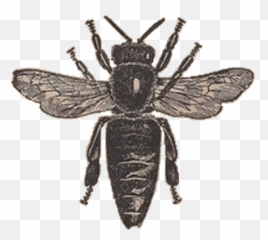 Honey Bee Clip Art - Clip Art Vintage Bees Png,Honey Bee Png