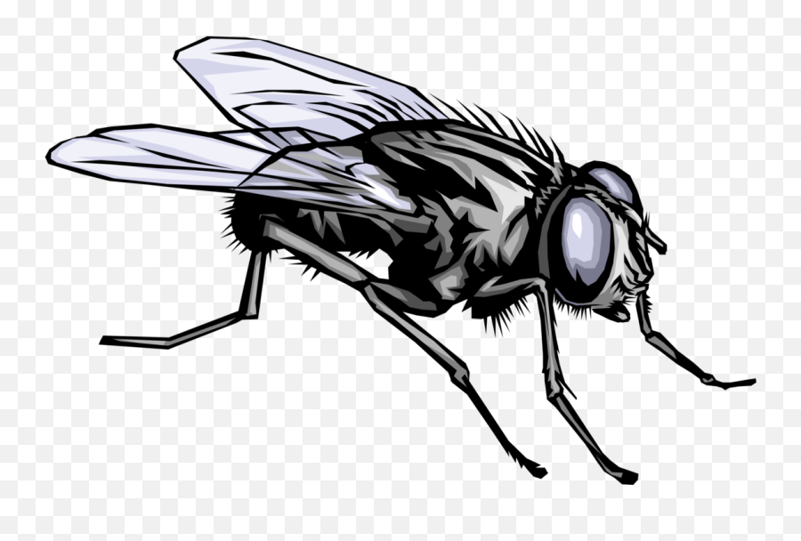 Flies Png - Vector Illustration Of Housefly Insect Fly Bug Fly Black And White,Fly Clipart Png