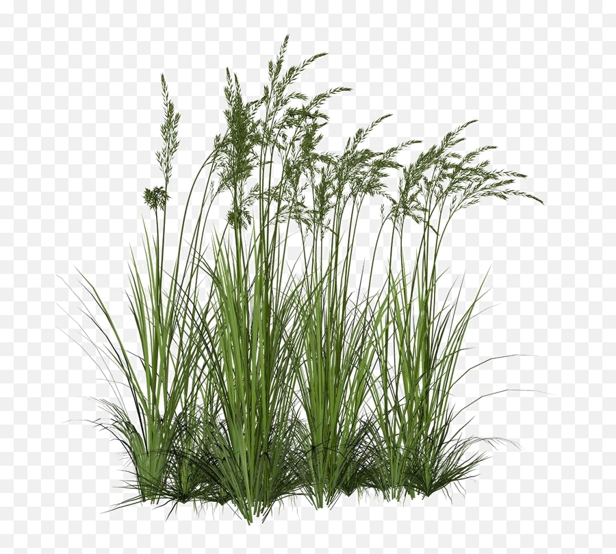 Long Grass Png Image Background - Transparent Background Tall Grass Png,Grass Png