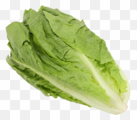 Lettuce Romaine - Fresh Png,Romaine Lettuce Png