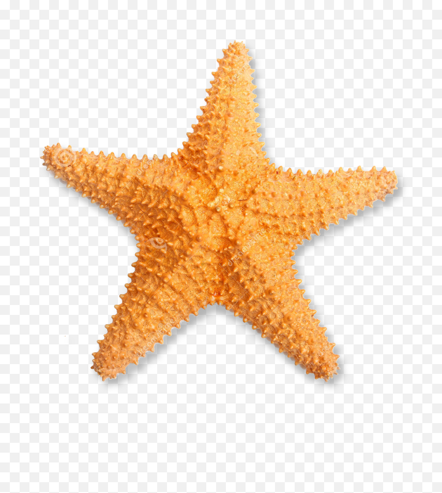 Transparent Starfish - Real Starfish Png Transparent,Starfish Transparent Background