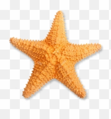 Transparent Starfish - Real Starfish Png Transparent,Starfish Transparent Background