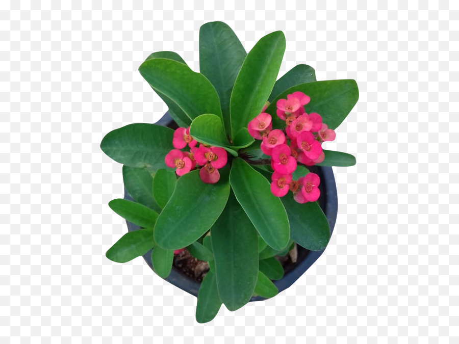 Download Hd Euphorbia Milli - Crownofthorns Transparent Flowerpot Png,Crown Of Thorns Png
