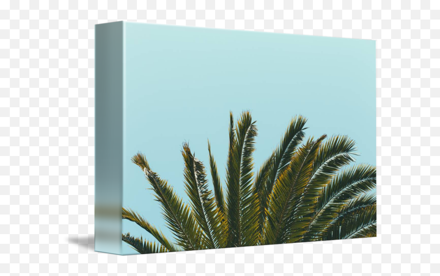 Row Of Palm Fronds With Turquoise Background By Laura Drake Enberg - Horizontal Png,Palm Fronds Png