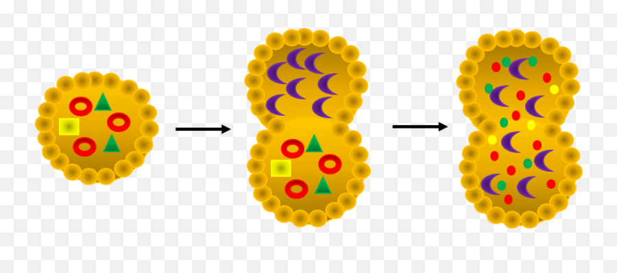 Autophagic Process For Autophagy - Dot Png,Database Png