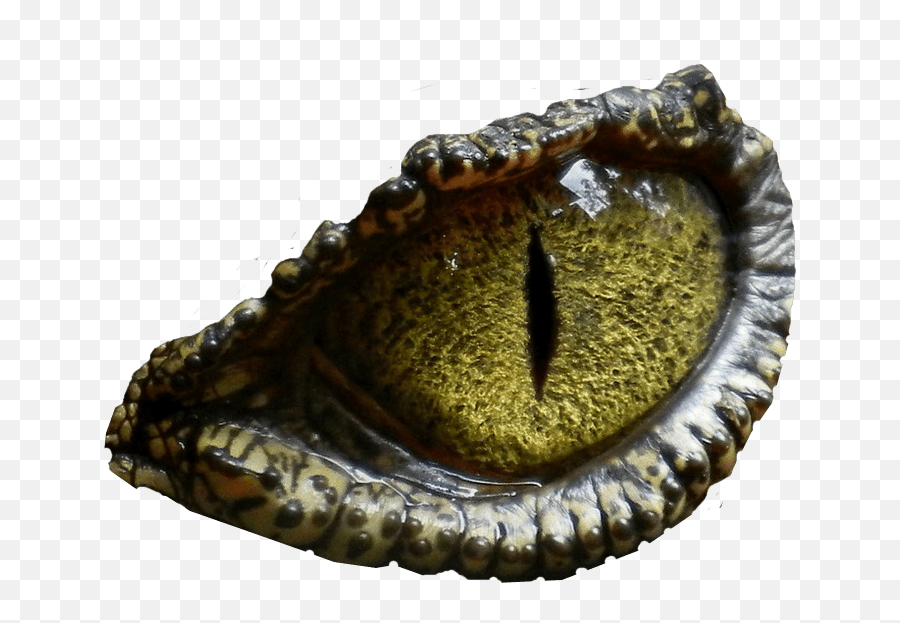 Dinosaur Eye No Background Image Create Great Graphics - Dinosaur Eyes Png,How To Create A Png Image