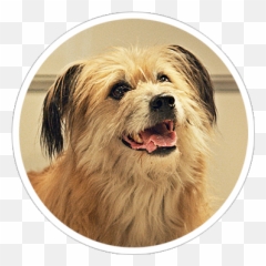 Plastiroll - Hauska Dog Poop Bags Vulnerable Native Breeds Png,Dog Poop Png