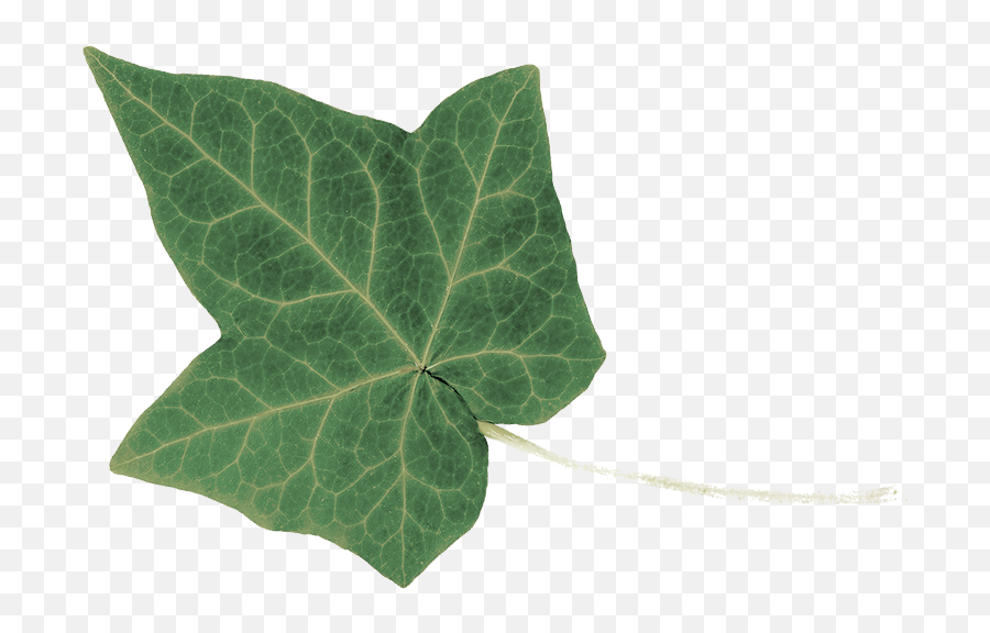 Transparent Ivy Leaf - Ivy Png,Ivy Transparent