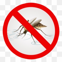 Mosquito Clipart Net - Netlon Services png