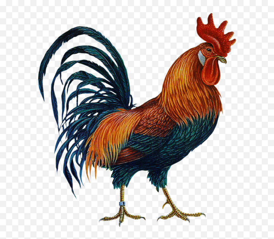 Cock Png Transparent Background - Cock Png Hd,Cockatiel Icon