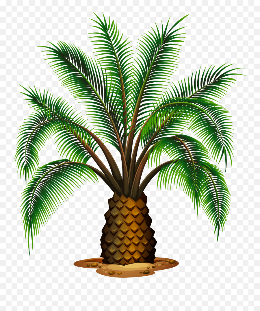 40916 Kbyte V16 File Type Palm Tree Beach - Types Of Palm Trees Png,Palm Tree Logo