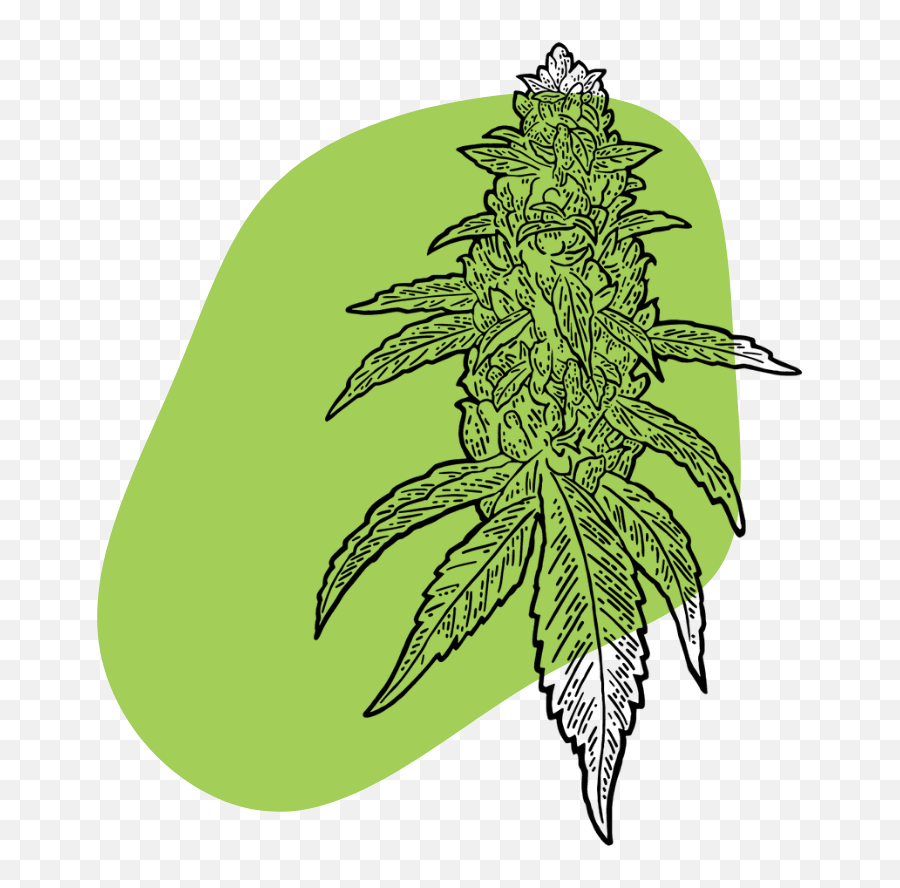 Cannabis How To Use Hemp U0026 Marijuana Safely Effectively - Language Png,Marijuana Bud Icon