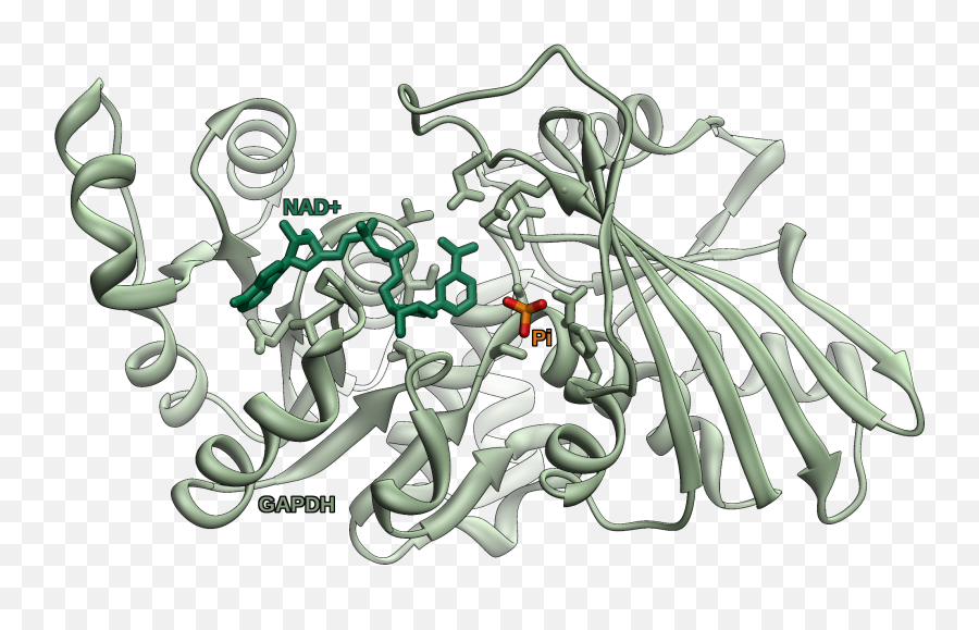 Gapdh With Labels - Gliceraldehido 3 Fosfato Deshidrogenasa Sitio Activo Png,Labels Png