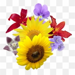Hawaiian Flower Transparent Png Images - Photo 1314 In Png