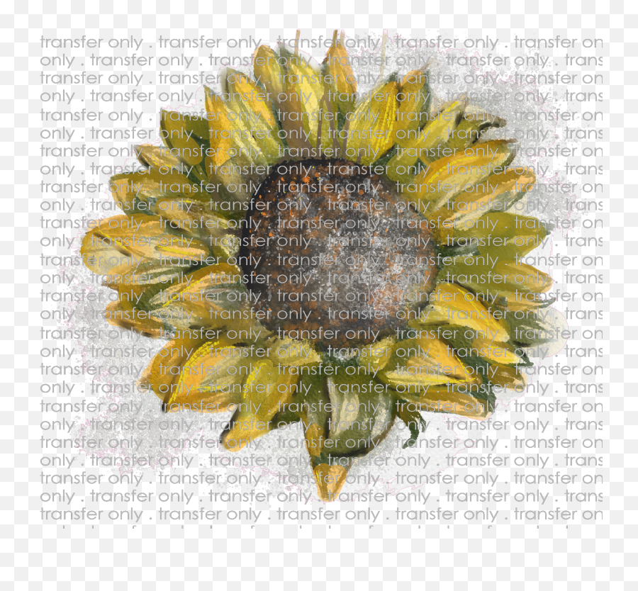 Siser Flw 2 Watercolor Sunflower Sketch - Sunflower Png,Watercolor Sunflower Png