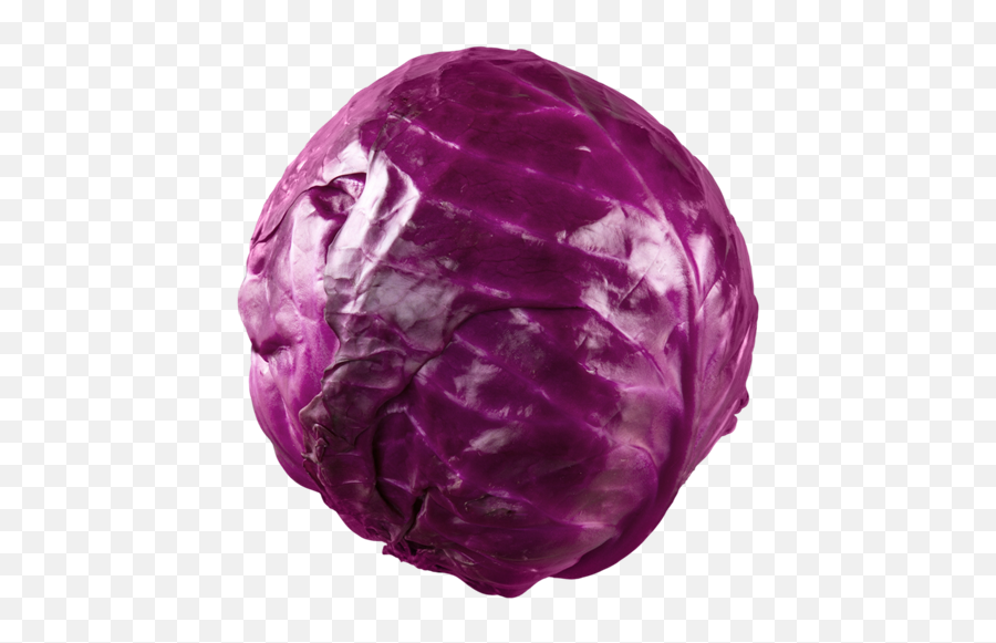 Cabbage - Red Small Les Différents Types De Choux Png,Cabbage Png