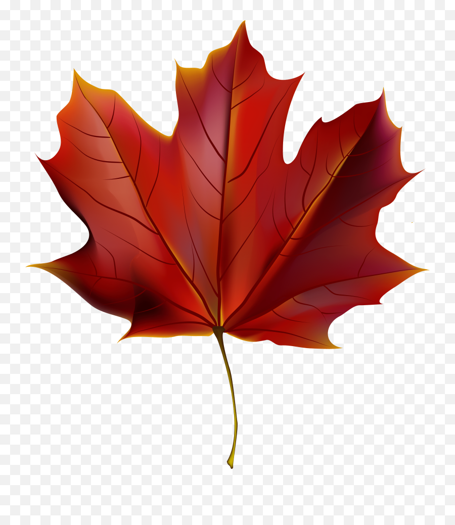 Maple Leaf High Resolution Clipart Png Japanese