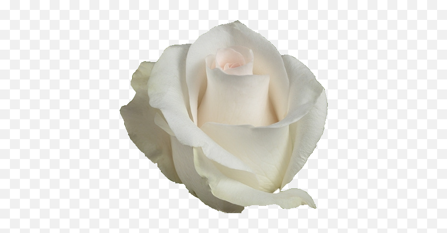 Akito - White Rose Png,Rose Transparent