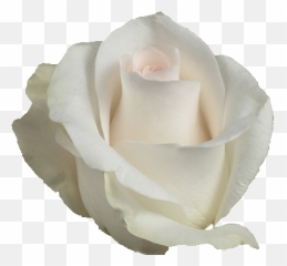 Akito - White Rose png