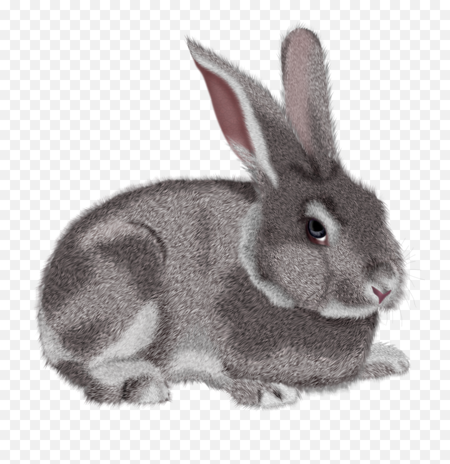 Bunny Png - Grey Rabbit Clipart,Rabbit Transparent