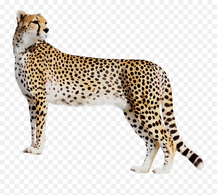 Cheetah Leopard Cat Black Panther Tiger - Cheetah Transparent Png,Cheetah Png