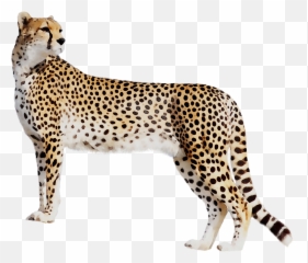 Cheetah Leopard Cat Black Panther Tiger - Cheetah Transparent Png,Cheetah Png