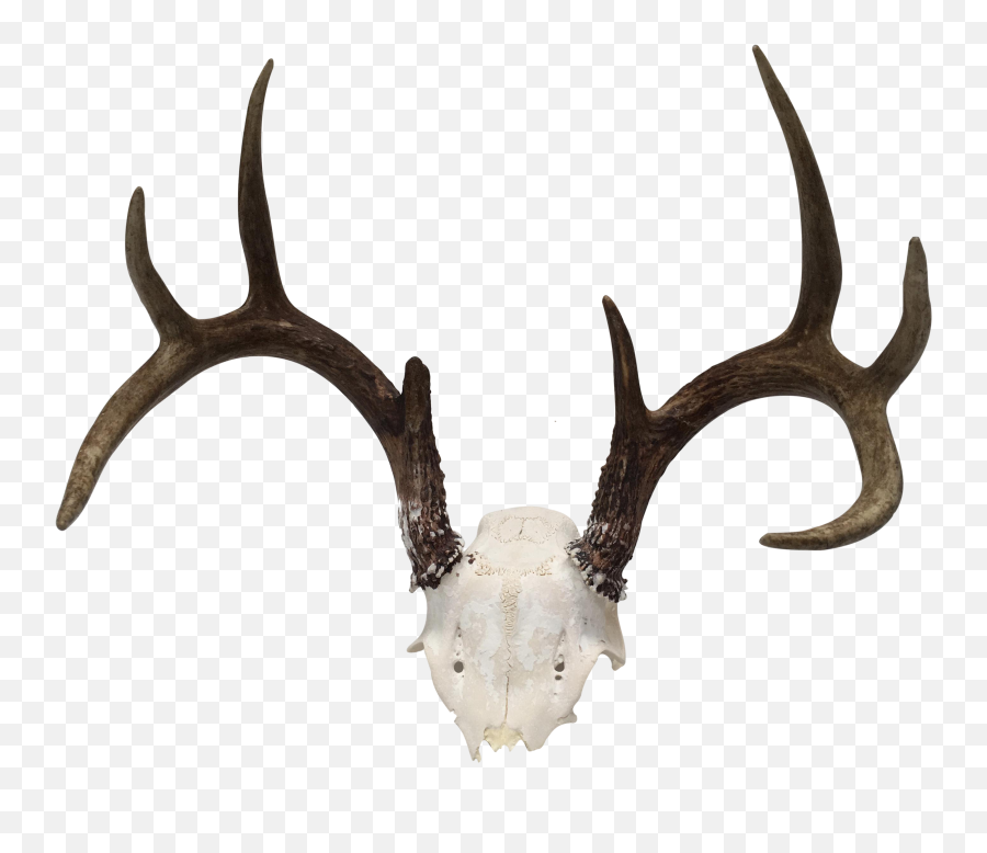 Point Deer Antler Chairish - Antler Png,Deer Antlers Png