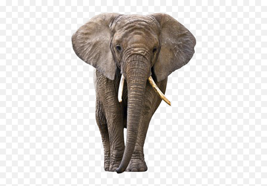 Elephants Png Images Free Download - Transparent Elephant Png,Elephants Png
